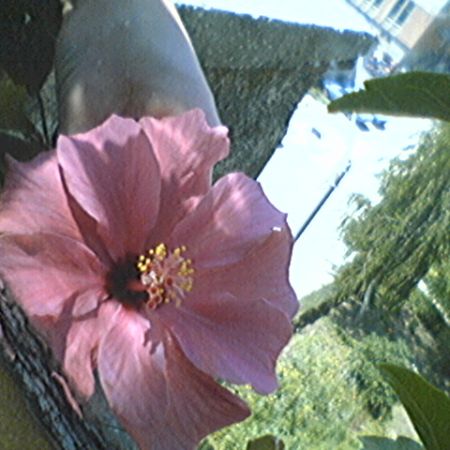 Hibiscus